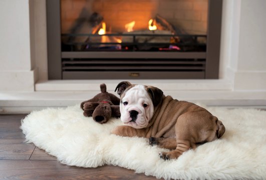 fireside_puppy